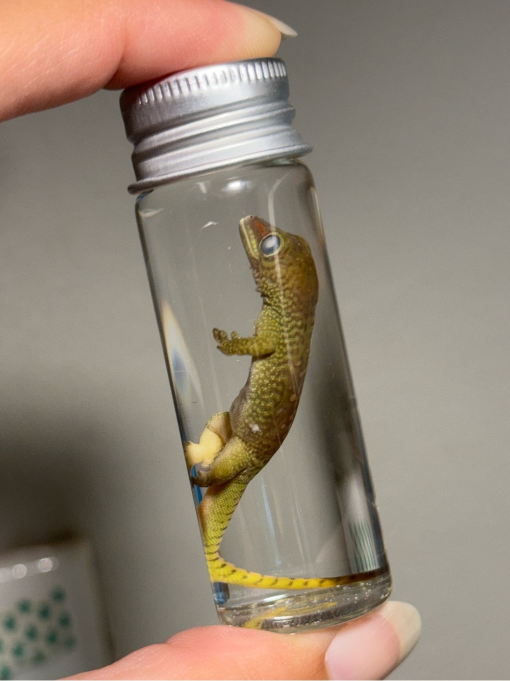 Oddities and Curiosities - Preserved day gecko wet specimen